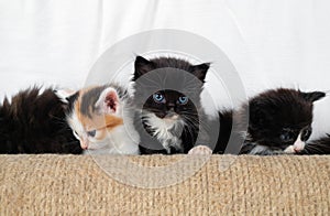 Kittens and scratching post