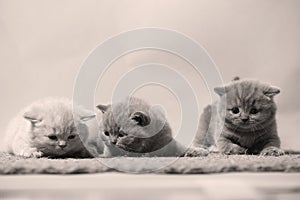 Kittens sitting on a doormat, cute face, copy space