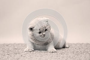 Kittens sitting on a doormat, cute face, copy space