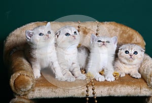 Kittens sitting on a green background.