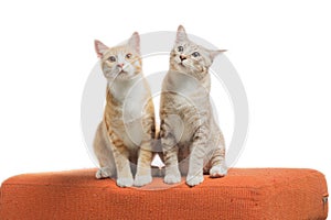 Kittens sitting and looking on orange fabric sofa