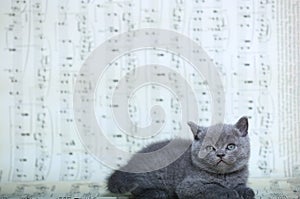 Kittens sitting on a music sheet