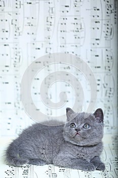 Kittens sitting on a music sheet