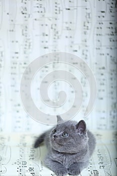 Kittens sitting on a music sheet