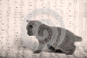 Kittens sitting on a music sheet