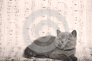 Kittens sitting on a music sheet