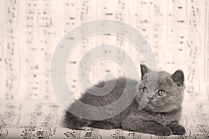 Kittens sitting on a music sheet