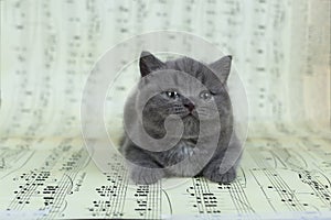 Kittens sitting on a music sheet