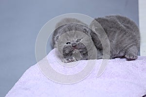 Kittens sitting on a towel, cute face