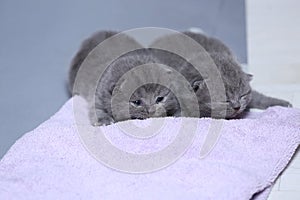 Kittens sitting on a towel, cute face