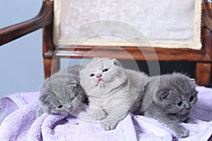 Kittens sitting on a towel, cute face