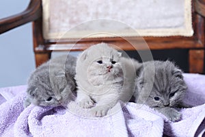 Kittens sitting on a towel, cute face