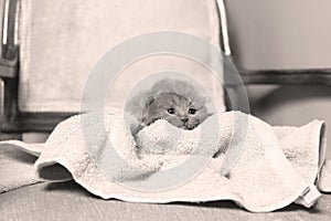 Kittens sitting on a towel, cute face