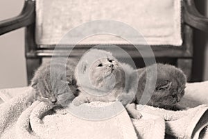 Kittens sitting on a towel, cute face