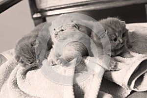 Kittens sitting on a towel, cute face