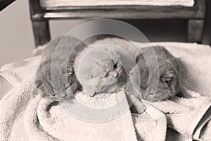 Kittens sitting on a towel, cute face