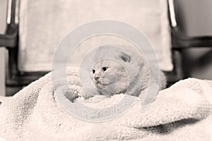 Kittens sitting on a towel, cute face