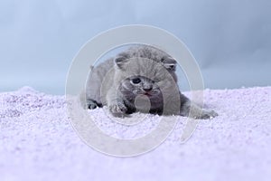 Kittens sitting on a towel, cute face