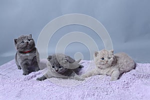 Kittens sitting on a towel, cute face