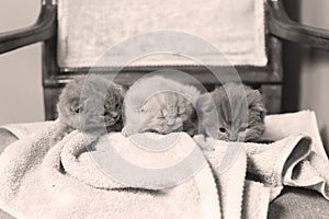 Kittens sitting on a towel, cute face