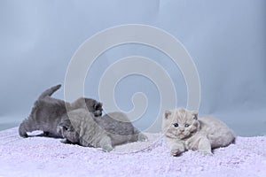 Kittens sitting on a towel, cute face