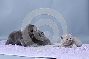 Kittens sitting on a towel, cute face