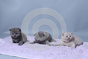 Kittens sitting on a towel, cute face