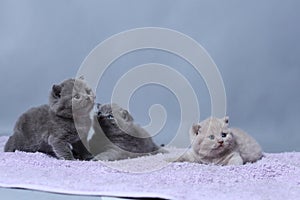 Kittens sitting on a towel, cute face