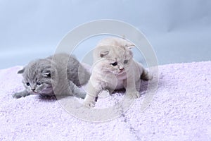 Kittens sitting on a towel, cute face