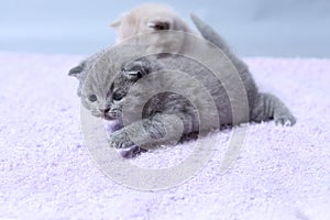 Kittens sitting on a towel, cute face