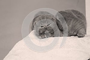 Kittens sitting on a towel, cute face