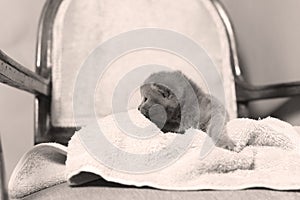 Kittens sitting on a towel, cute face