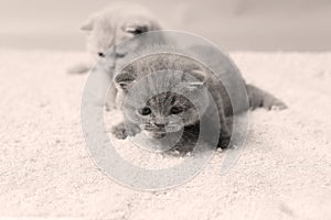 Kittens sitting on a towel, cute face