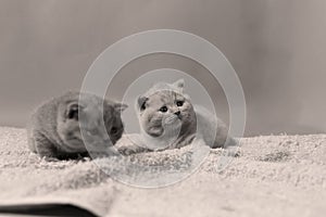 Kittens sitting on a towel, cute face