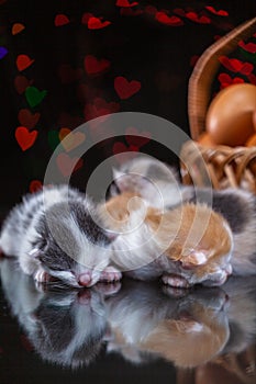 kittens sleep on a mirror surface