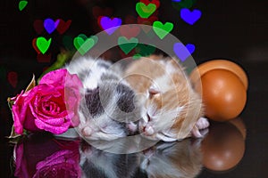 kittens sleep with pink roses