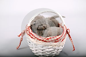 Kittens sleeping in a basket