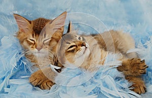 Kittens sleeping on blue feathers