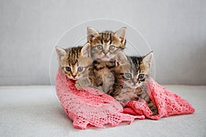 Kittens are sleeping on a gray sofa