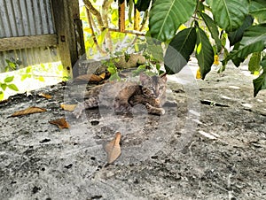 Kittens Taking Shelter Under a Rambutan Tree