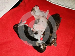 Kittens three, lie and sleep in a lair on a red blanket