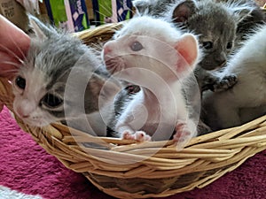 Kittens, Three weeks old in a Basket