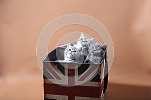 Kittens in Union Jack box