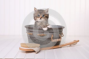 Kittens in Washtub Getting Groomed By Bubble Bath