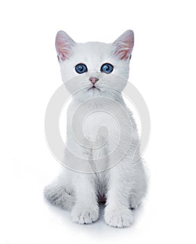 Kittens on white background