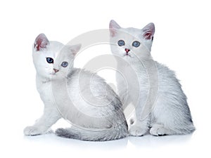 Kittens on white background