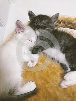kittens white and gray are sleeping cuddled next to each other