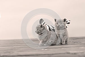 Kittens on a wooden backgrouond