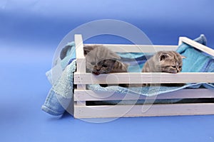 Kittens in a wooden crate