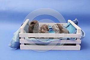 Kittens in a wooden crate